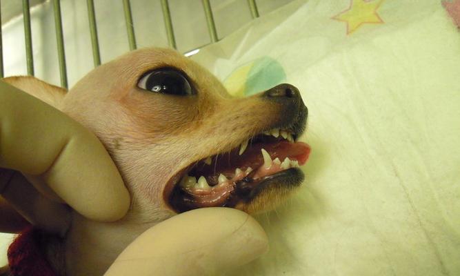 十岁狗狗牙齿脱落，如何照顾老年宠物的口腔健康（从饮食、日常护理到医疗治疗）
