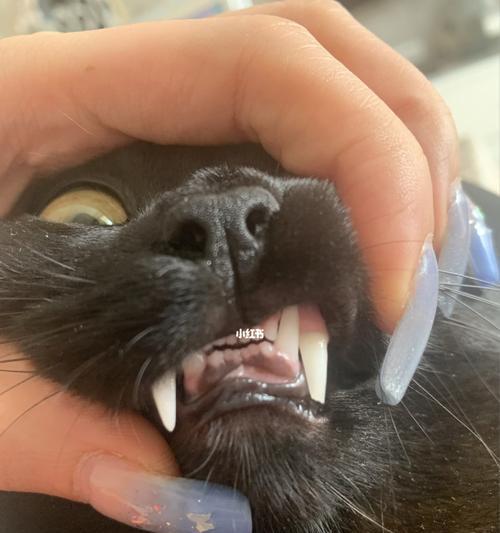 猫咪牙齿脱落怎么办（从宠物健康角度看十岁猫咪的牙齿问题）