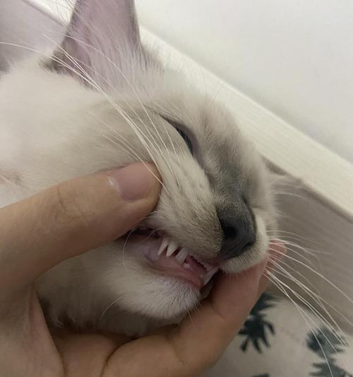 猫咪牙齿脱落怎么办（从宠物健康角度看十岁猫咪的牙齿问题）