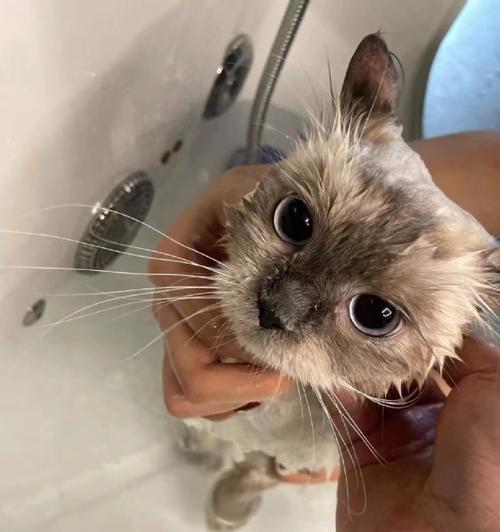 小猫如何洗澡（十天小猫洗澡的注意事项）