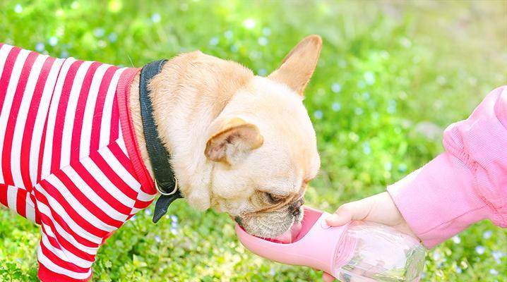 让你了解狗狗不喝水的原因及应对方法（让你了解狗狗不喝水的原因及应对方法）