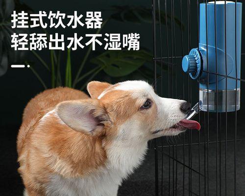 让你了解狗狗不喝水的原因及应对方法（让你了解狗狗不喝水的原因及应对方法）