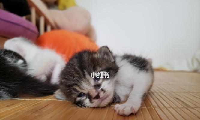 养什么宠物猫不容易生病（探究健康猫咪的养护方法）