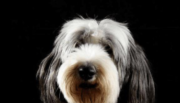 揭秘狗狗耳朵上毛发最长的品种（探寻宠物世界中的毛发奇观）