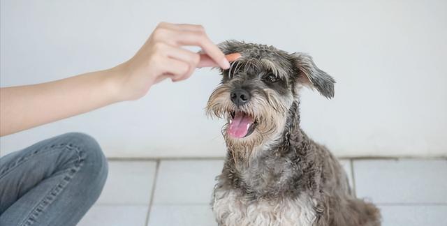 狗的胡须（从宠物犬的角度探讨胡须生长与配种的关系）