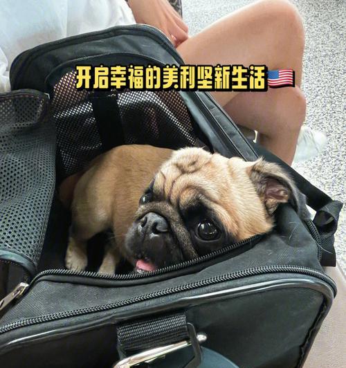 宠物狗狗如何上客舱（探讨航空公司对狗狗上航班的要求和限制）