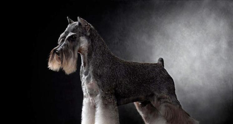 灰色毛犬的魅力（探寻灰色毛犬的性格）