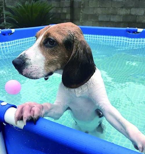 狗狗什么时候能游泳（探究狗狗学会游泳的最佳时机）
