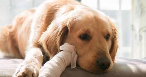 探讨狗狗断血线的原因和后果（以宠物为主）
