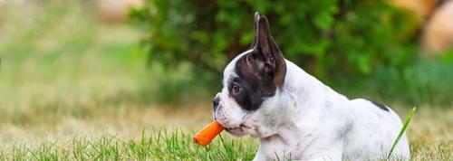 宠物蔬菜指南——让你的狗狗健康成长（以哪些蔬菜为食物合适、如何搭配狗粮）