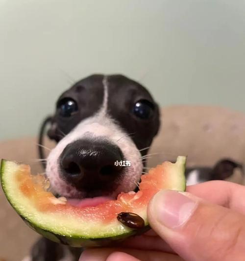 宠物小狗不能吃的水果有哪些（了解这些水果）