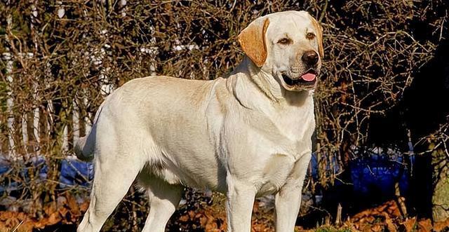 探究拉布拉多犬的特点——以黄色拉布拉多犬为例（以黄色拉布拉多犬为主题的狗狗）