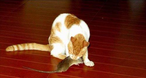 小猫抓老鼠的绝技剖析（以宠物为主）