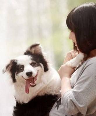 狗假怀孕的原因分析（宠物饲养中常见的假怀孕现象及其对狗狗的影响）