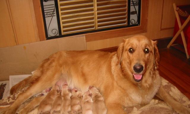 狗假怀孕的原因分析（宠物饲养中常见的假怀孕现象及其对狗狗的影响）