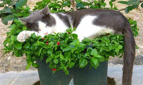 猫咪安全的室内植物（选择无害植物为你的猫咪创造安全的居住环境）