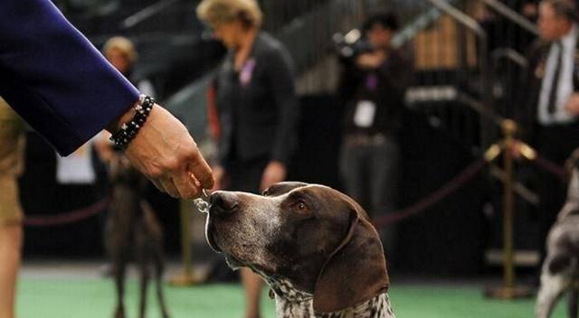 高加索犬体重究竟有多重（从宠物的角度探究高加索犬的体重问题）