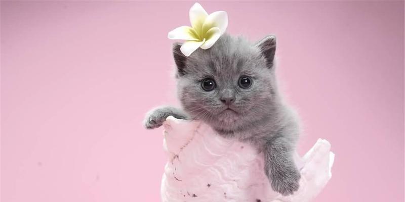 探索世界上最可爱的小猫（30字惊艳小众品种）