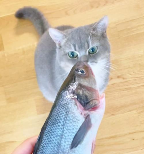 猫咪的饮食健康（如何选择适合猫咪的鱼肉）