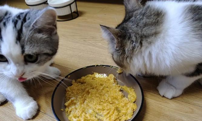 如何制作适合小猫吃的自制猫饭（提供营养丰富）