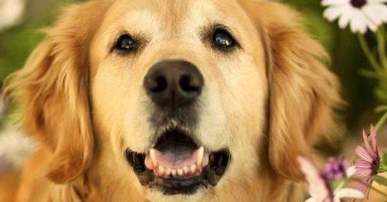 2015年最受欢迎的狗狗排行榜（宠物主人心目中最可爱的狗狗品种）