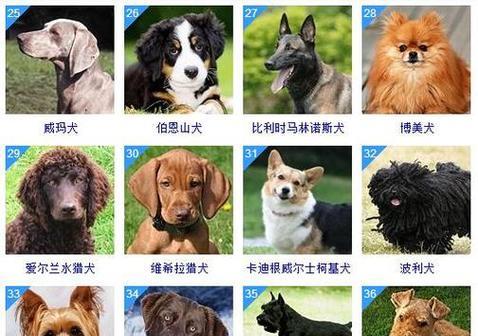 最受欢迎的小狗排行榜（探寻宠物世界中最受欢迎的小狗品种）