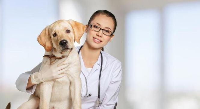 《狗狗健康，从兽医服务站开始》（以宠物为主的专业医疗服务）