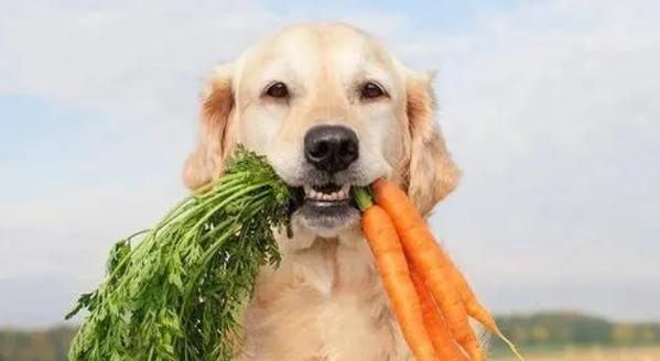 狗狗能否食用水煮红萝卜？