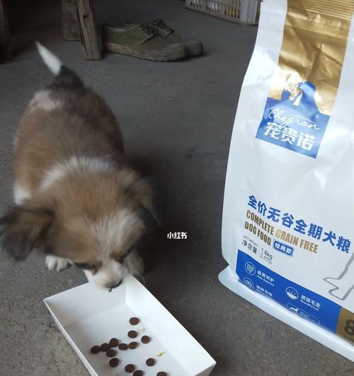 解决四个多月宠物狗不吃狗粮的方法（探究宠物狗精神状态对食欲的影响）