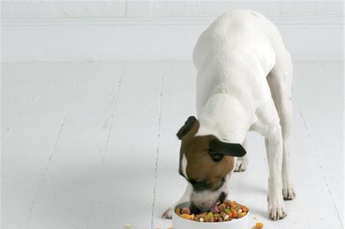 解决四个多月宠物狗不吃狗粮的方法（探究宠物狗精神状态对食欲的影响）
