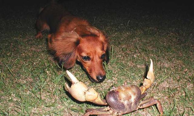 四个月大的宠物狗能否吃虾头（了解虾头的食用方式和对宠物狗的影响）