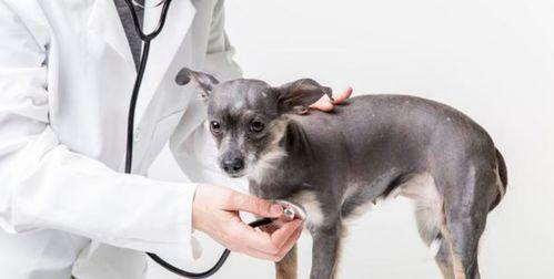 如何处理四个月大宠物犬的腹泻（帮助你的宠物犬度过腹泻危机）