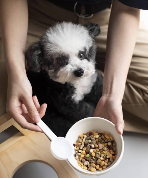 四个月幼犬饮食规划（详解幼犬狗粮摄入量及注意事项）