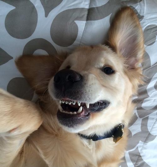 宠物狗狗为什么四个月就掉牙齿（掉牙齿是正常生长现象）