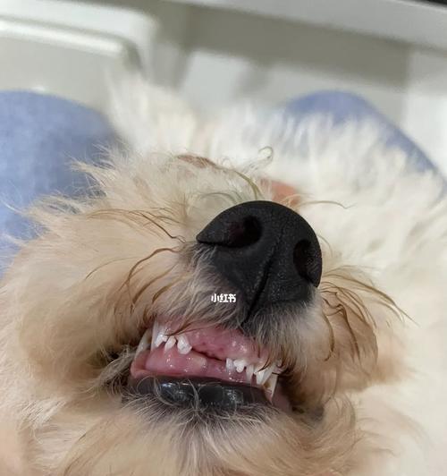 宠物狗狗为什么四个月就掉牙齿（掉牙齿是正常生长现象）