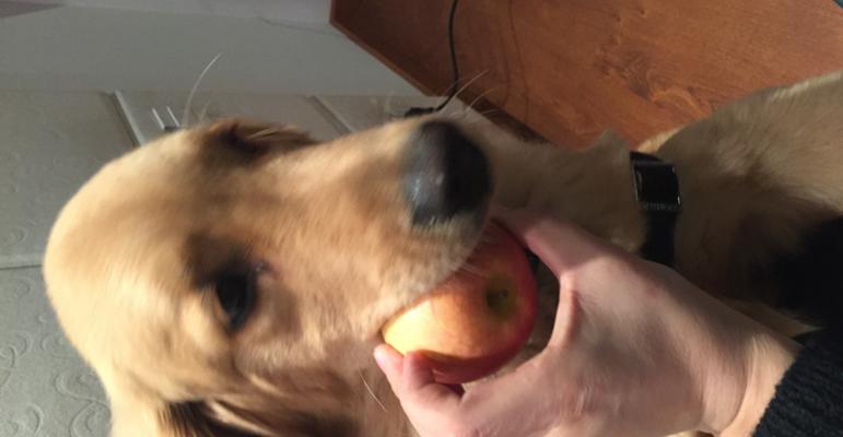 四个月的宠物狗能否吃梨（狗狗的饮食健康需谨慎）