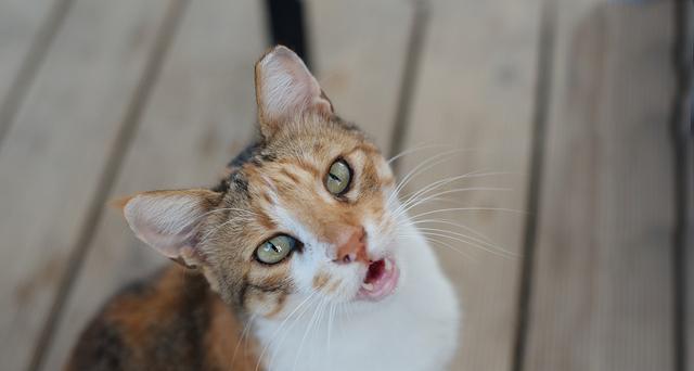 四个月猫咪口臭原因及解决方法（如何预防猫咪口臭）