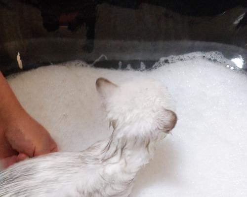 四个月小猫的洗澡指南（宠物护理必备）