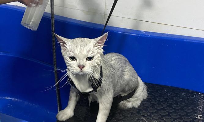 四个月小猫的洗澡指南（宠物护理必备）