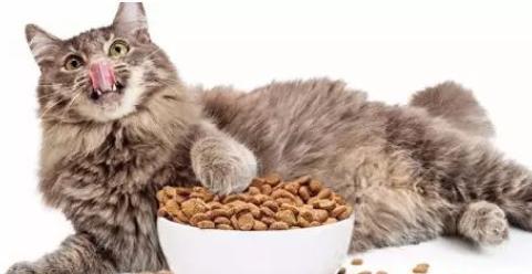 四十天小猫的猫粮摄入量剖析（从宠物健康、猫咪性别到猫粮品牌）