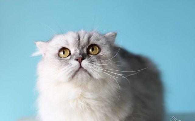 苏格拉折耳猫——宠物之选（善良可爱的折耳小猫）