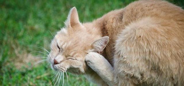 保护宠物猫咪健康，驱虫必不可少（所有的猫咪都要进行驱虫）