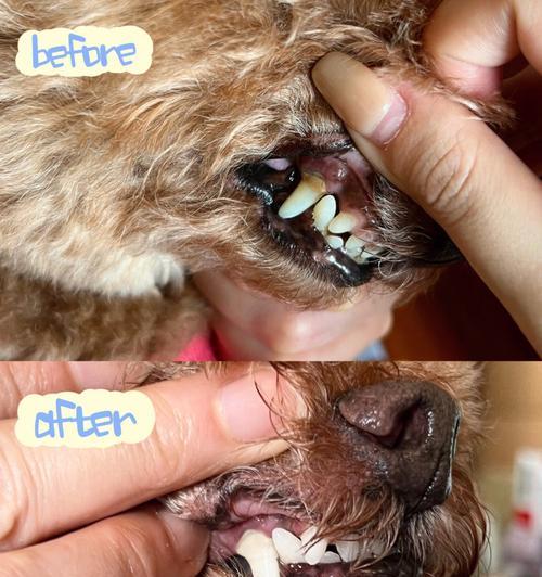 如何处理泰迪狗不掉的旧牙（宠物口腔护理之旧牙问题）