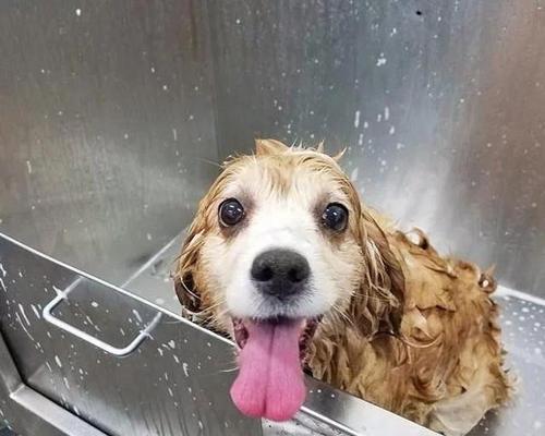 泰迪狗洗澡水温度合适吗（宠物健康需关注的细节）
