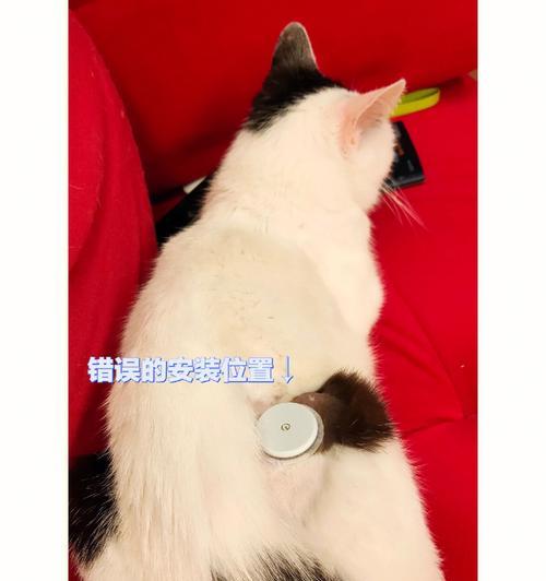 糖尿病，猫咪的健康杀手（如何预防和治疗猫咪的糖尿病）