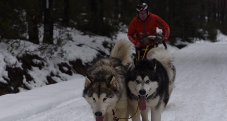 阿拉斯加雪橇犬拉雪橇的奇妙之旅（以宠物为主的深度体验）