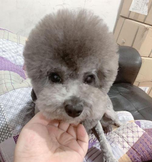 剃了胎毛的灰泰迪——一只可爱的宠物狗（见证成长的过程）