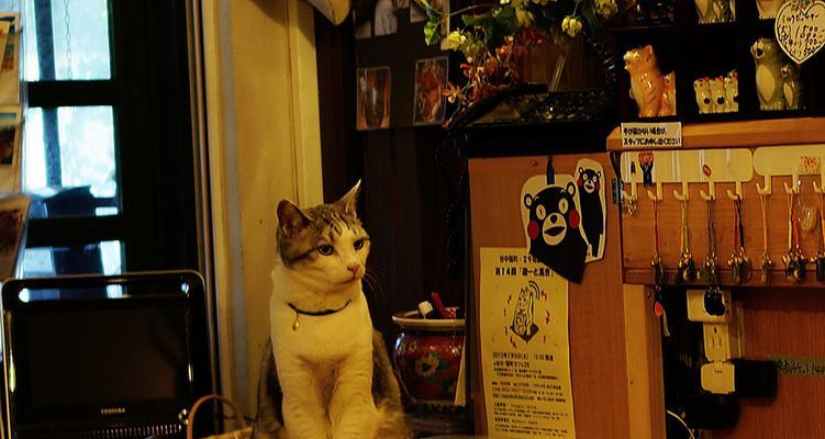 探访上海田子坊猫咪咖啡厅——与萌宠共享午后时光（体验与猫咪亲密接触的乐趣）