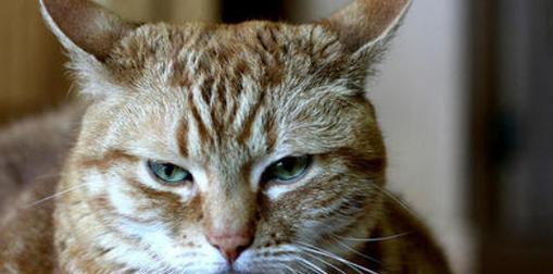 突发神经的猫咪——宠物家族的小调皮（激动、奔跑、攻击……你真的知道猫咪的真实面貌吗）