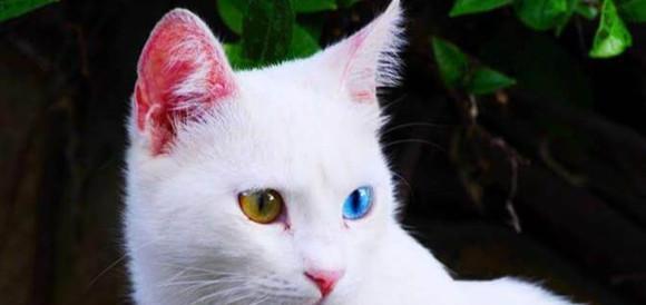 探秘土耳其梵猫的魅力（从外貌到性格）